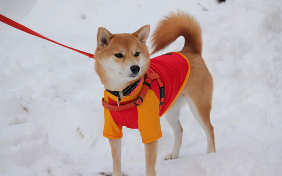 仰泳技术扎实韩国持续领先,仰泳技术分析